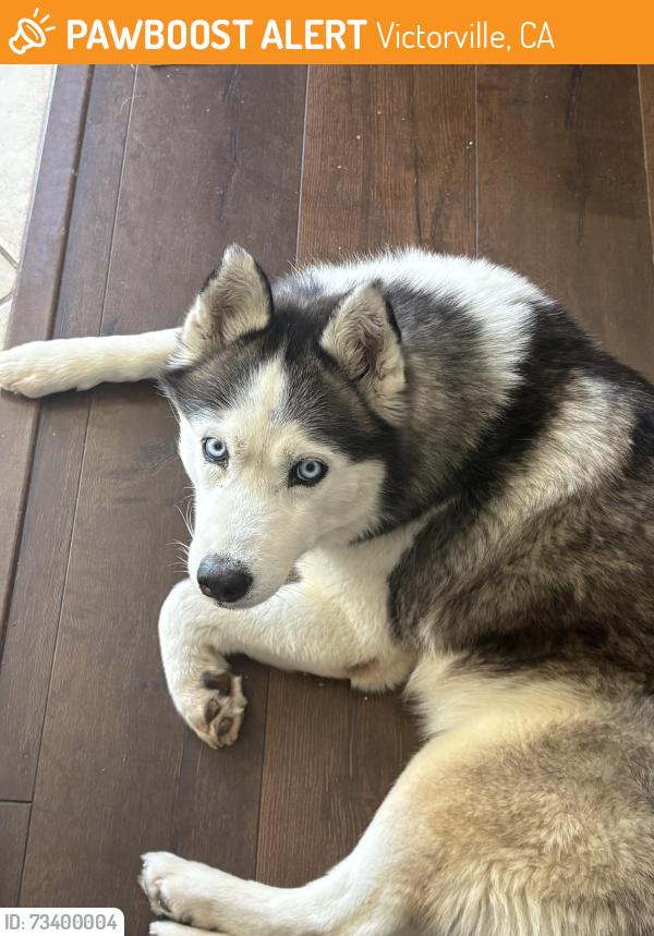 Found/Stray Female Dog last seen Diamond road, Victorville, CA 92394