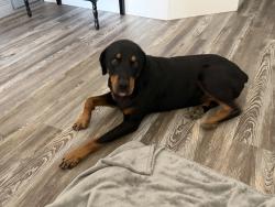 Found/Stray Female Dog last seen Chalk hollow, Fort Worth, TX 76179