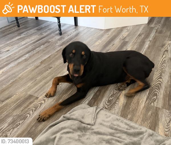 Found/Stray Female Dog last seen Chalk hollow, Fort Worth, TX 76179