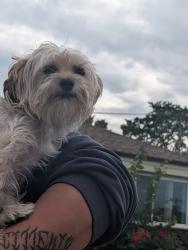 Reunited Male Dog last seen 83rd and Cicero, Chicago, IL 60652