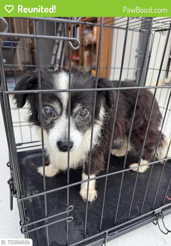 Reunited Unknown Dog last seen La puente rd, West Covina, CA 91792
