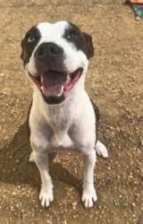 Reunited Female Dog last seen Via Montellano, Bonsall, CA 92003