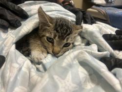 Shelter Stray Male Cat last seen Near Dorsey Way, Vista, CA, 92083, Oceanside, CA 92058, USA