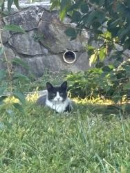 Found/Stray Unknown Cat last seen Thorme Street, Bridgeport, CT 06606