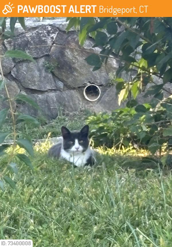 Found/Stray Unknown Cat last seen Thorme Street, Bridgeport, CT 06606