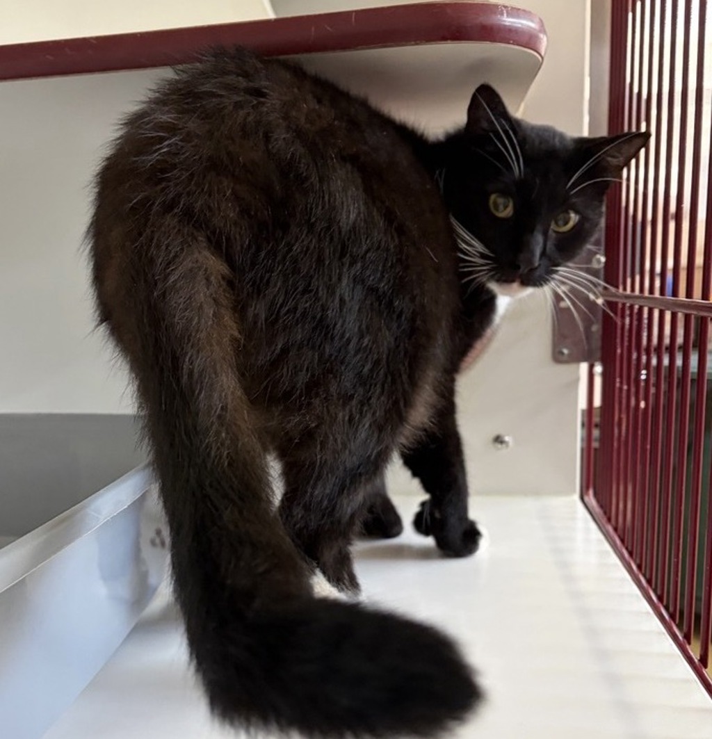 Shelter Stray Male Cat last seen Near W 12th Avenue, Escondido, CA, 92025, Escondido, CA 92027, USA