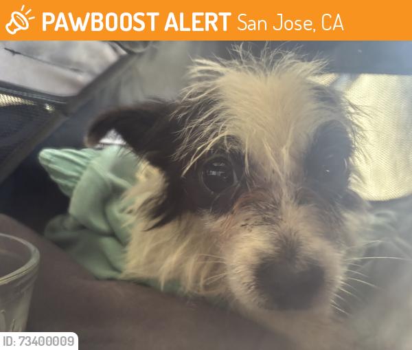 Found/Stray Female Dog last seen N Capitol Ave and Madden Ave, San Jose, CA 95127