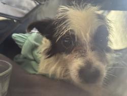 Found/Stray Female Dog last seen N Capitol Ave and Madden Ave, San Jose, CA 95127