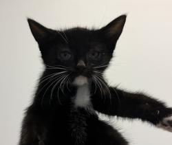 Shelter Stray Female Cat last seen Near Valencia Parkway, San Diego, CA, 92114, 5500 Gaines St, San Diego, CA 92110, USA