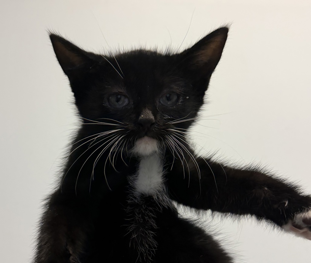 Shelter Stray Female Cat last seen Near Valencia Parkway, San Diego, CA, 92114, 5500 Gaines St, San Diego, CA 92110, USA