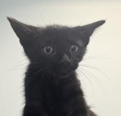 Shelter Stray Male Cat last seen Near Valencia Parkway, San Diego, CA, 92114, 5500 Gaines St, San Diego, CA 92110, USA