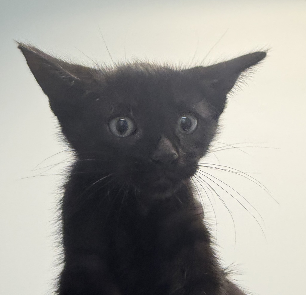 Shelter Stray Male Cat last seen Near Valencia Parkway, San Diego, CA, 92114, 5500 Gaines St, San Diego, CA 92110, USA