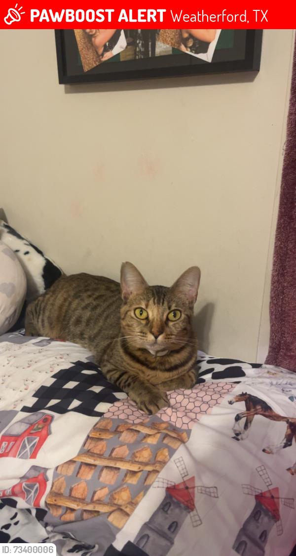 Lost Female Cat last seen Brazos Ridge ests, Weatherford, TX 76087
