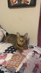 Lost Female Cat last seen Brazos Ridge ests, Weatherford, TX 76087