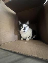 Reunited Female Cat last seen Rushmore Ave, Petaluma, CA 94954