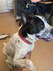 Shelter Stray Male Dog last seen Airway Road, San Diego, CA, 92154, 5500 Gaines St, San Diego, CA 92110, USA