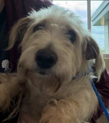 Shelter Stray Male Dog last seen South Blvd and Martin Luther King, PONTIAC, MI, 48342, 1200 N Telegraph Building 42E, Pontiac, MI 48340, USA