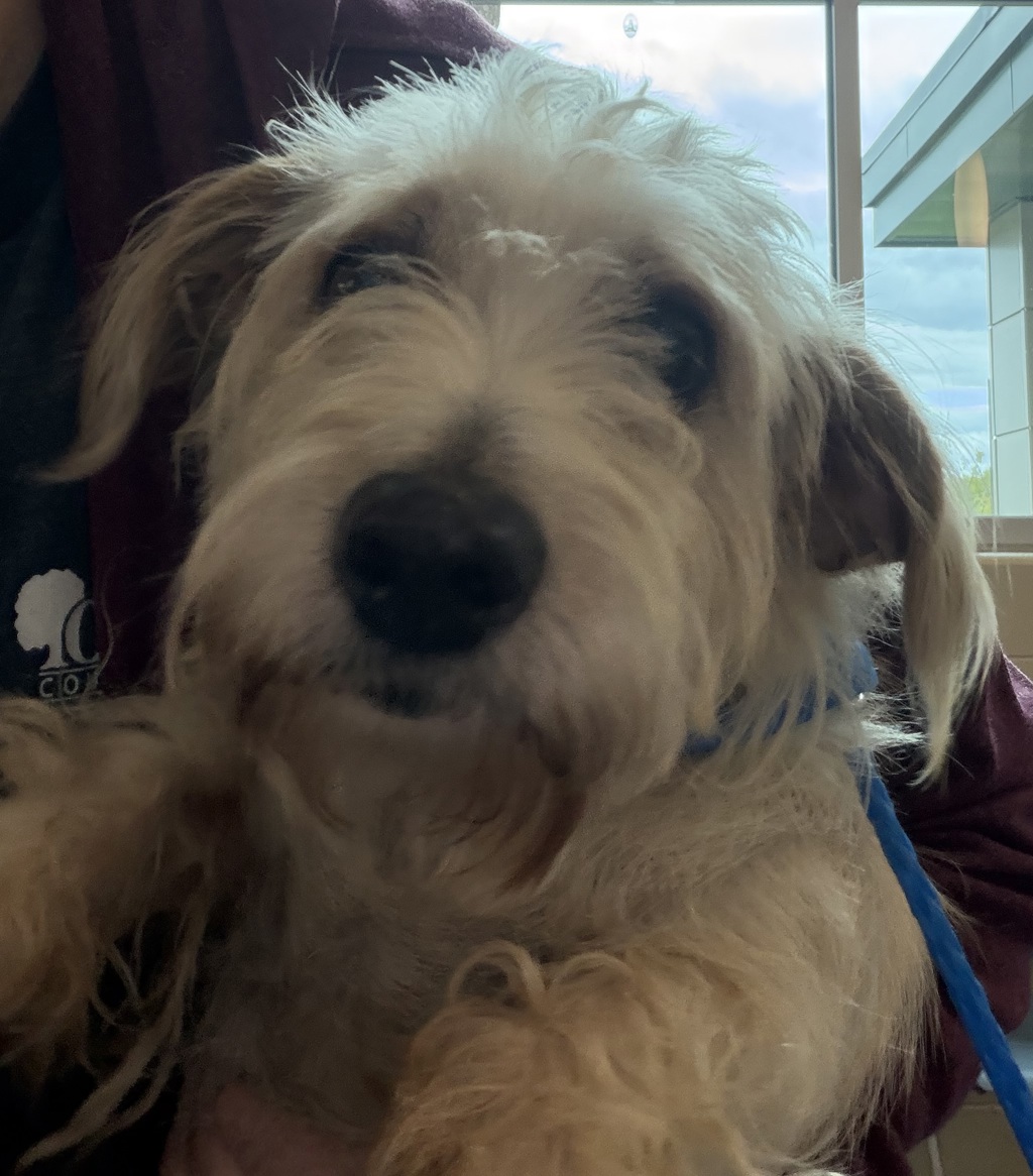 Shelter Stray Male Dog last seen South Blvd and Martin Luther King, PONTIAC, MI, 48342, 1200 N Telegraph Building 42E, Pontiac, MI 48340, USA