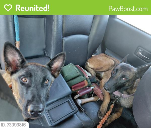 Reunited Female Dog last seen Fair ave sun valley CA, Los Angeles, CA 91605