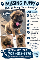 Lost Male Dog last seen F st, Antioch, CA 94509