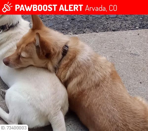 Lost Male Dog last seen Railroad tracks on Wadsworth and Ralston, Arvada, CO 80002