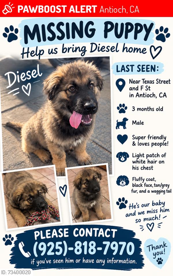 Lost Male Dog last seen F st, Antioch, CA 94509