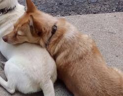 Lost Male Dog last seen Railroad tracks on Wadsworth and Ralston, Arvada, CO 80002