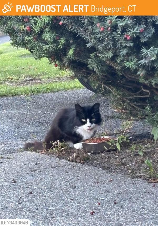 Found/Stray Unknown Cat last seen Thorme Street, Bridgeport, CT 06606