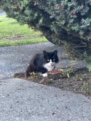 Found/Stray Unknown Cat last seen Thorme Street, Bridgeport, CT 06606