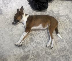 Found/Stray Female Dog last seen Near Chartres Kaufman Tx, Kaufman, TX 75142