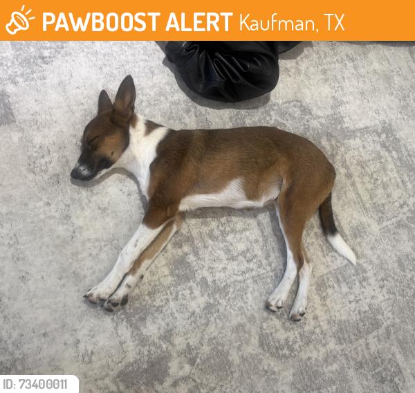 Found/Stray Female Dog last seen Near Chartres Kaufman Tx, Kaufman, TX 75142