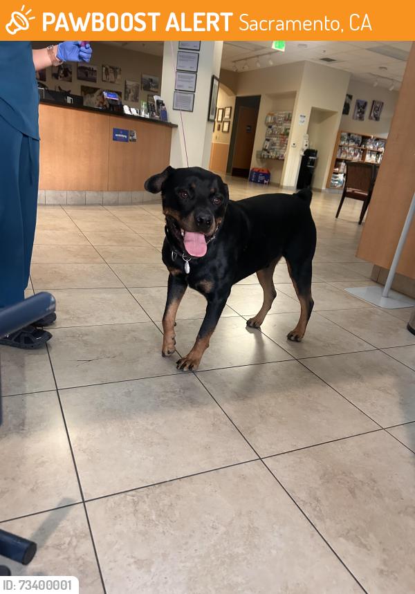 Found/Stray Male Dog last seen 68th Ave Meadowview, Sacramento, CA 95822