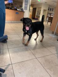 Found/Stray Male Dog last seen 68th Ave Meadowview, Sacramento, CA 95822
