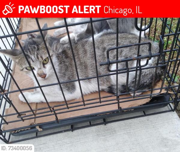 Lost Male Cat last seen Central and Grand, Chicago, IL 60639
