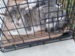 Lost Male Cat last seen Central and Grand, Chicago, IL 60639