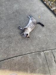 Found/Stray Unknown Cat last seen Gemini, Houston, TX 77058