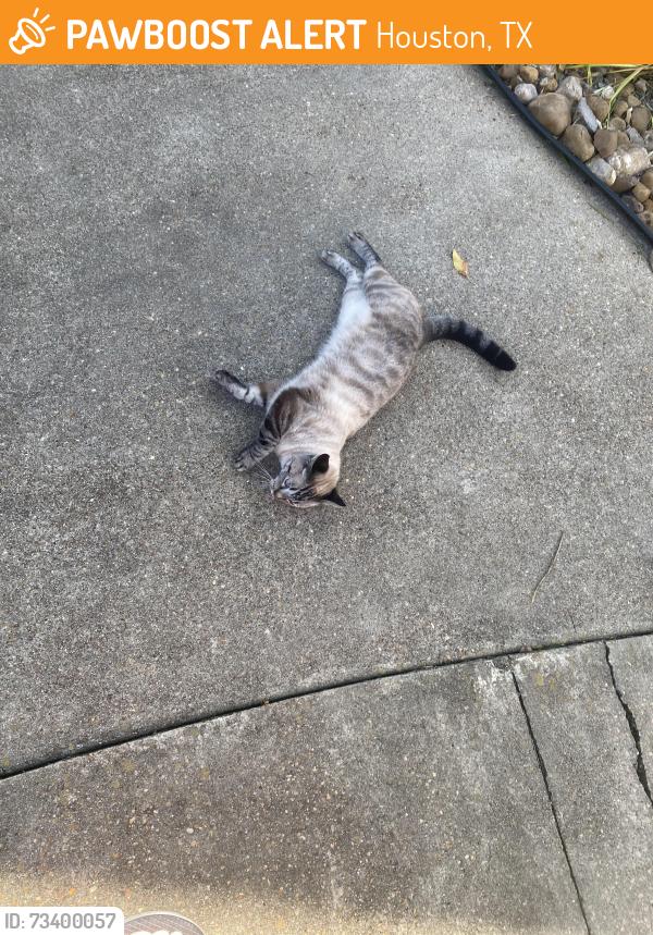 Found/Stray Unknown Cat last seen Gemini, Houston, TX 77058