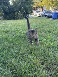 Found/Stray Unknown Cat last seen Thorme Street, Bridgeport, CT 06606