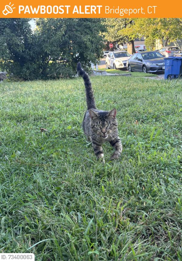 Found/Stray Unknown Cat last seen Thorme Street, Bridgeport, CT 06606