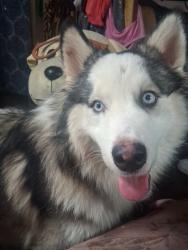 Lost Male Dog last seen Manchester and western, Los Angeles, CA 90018