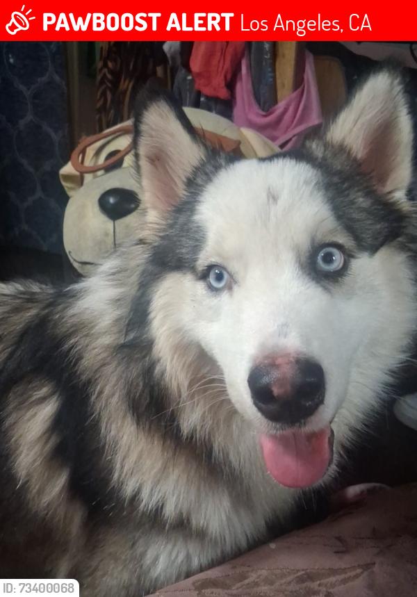 Lost Male Dog last seen Manchester and western, Los Angeles, CA 90018