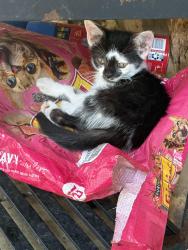 Lost Male Cat last seen Red Mill Road and Locust Grove Road, Elizabethtown, KY 42701
