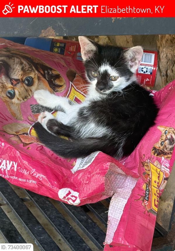 Lost Male Cat last seen Red Mill Road and Locust Grove Road, Elizabethtown, KY 42701