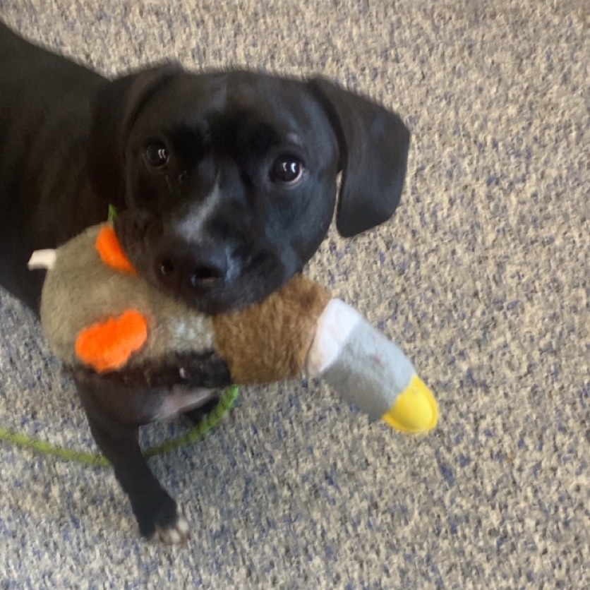 Shelter Stray Male Dog last seen , 328 Furman Hall Rd, Greenville, SC 29609, USA