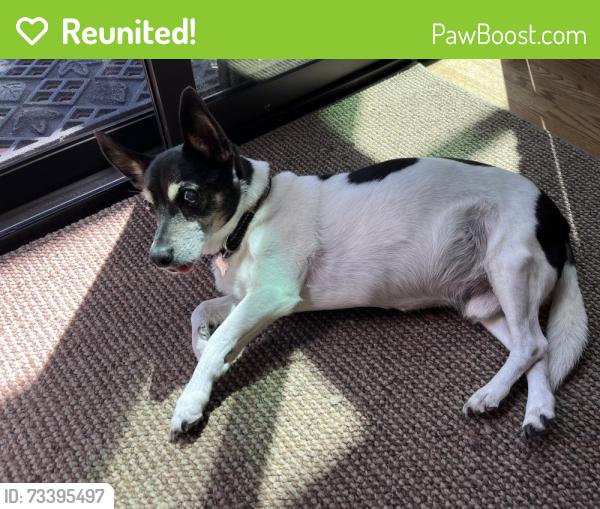 Reunited Male Dog last seen Near Walgrove Elementary, Los Angeles, CA 90066