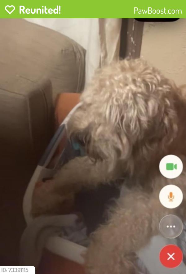 Reunited Male Dog last seen Castleton, Staten Island, NY 10310