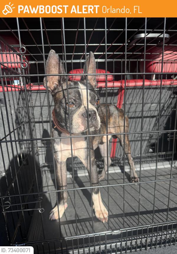 Found/Stray Male Dog last seen Near W Livingston St, Orlando, FL 32835