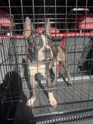 Found/Stray Male Dog last seen Near W Livingston St, Orlando, FL 32835