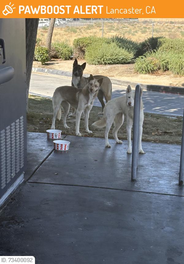 Found/Stray Unknown Dog last seen Kfc, Lancaster, CA 93535