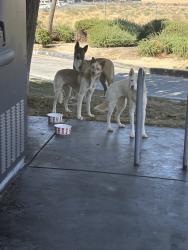 Found/Stray Unknown Dog last seen Kfc, Lancaster, CA 93535